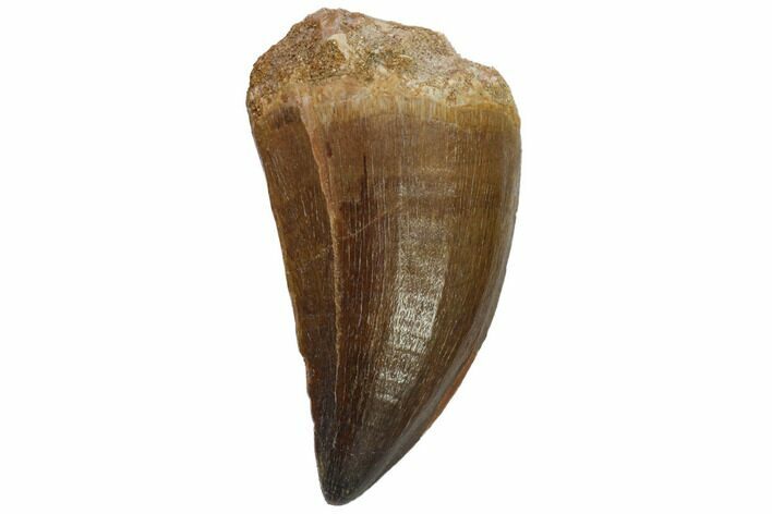 Fossil Mosasaur (Prognathodon) Tooth - Top Quality #114152